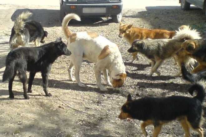 Stray dogs shot in the streets in Daghestan