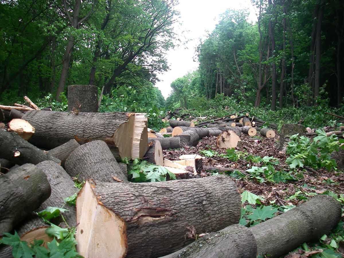 Fire and logging threaten Armenia’s forests