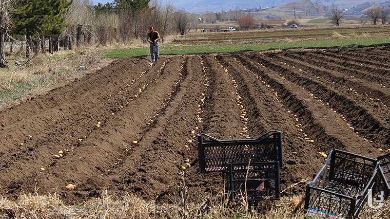 Georgia temporarily lifts ban on sale of agricultural land to foreign citizens