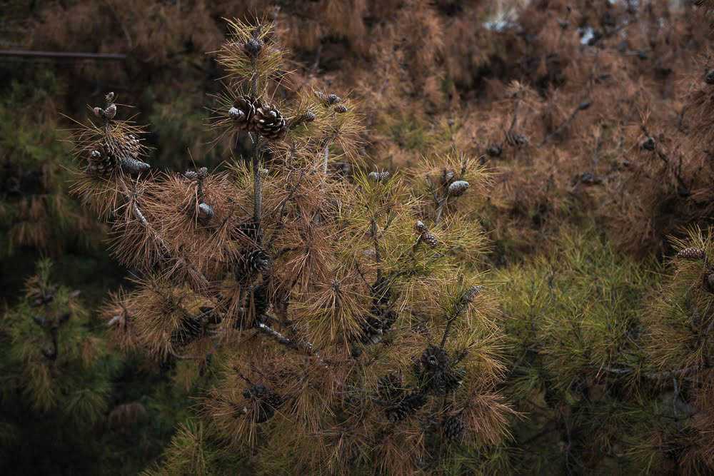 In pictures | Tbilisi’s dying evergreens