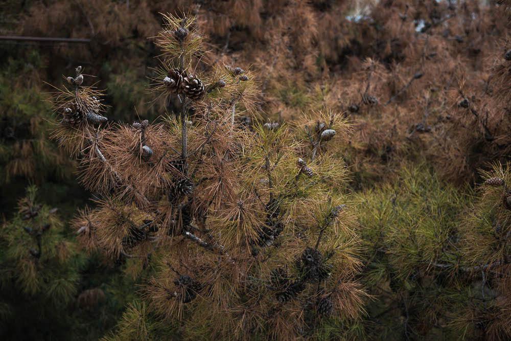 In pictures | Tbilisi’s dying evergreens