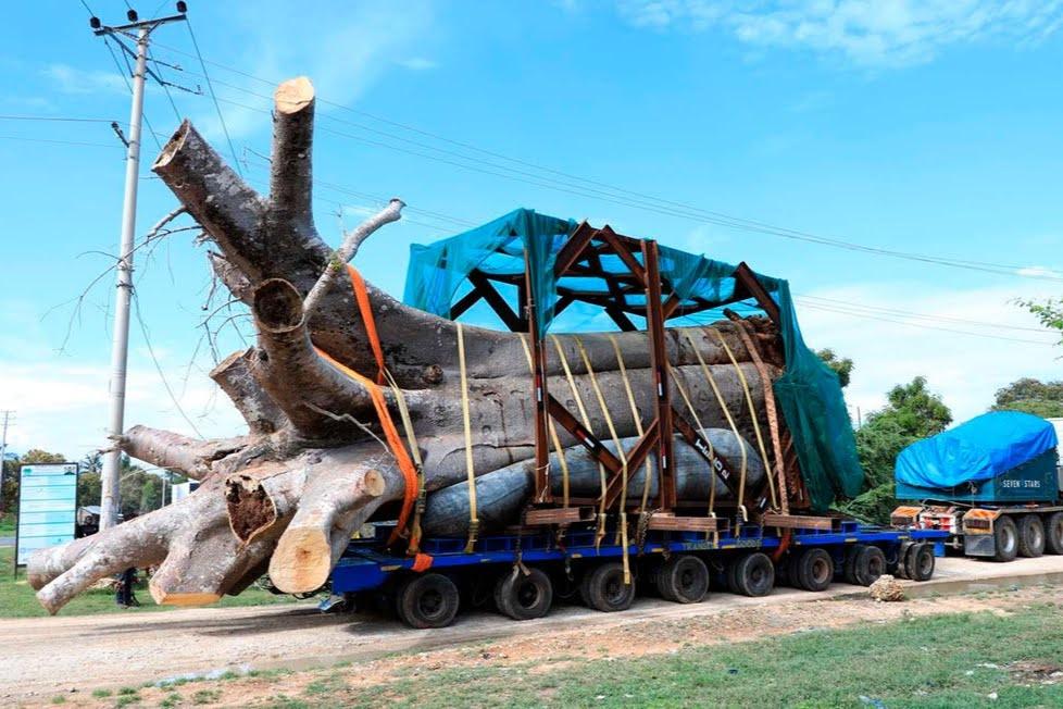 An uprooted baobab tree in Kenya being exported to Georgia. November, 2022. Image: Kevin Odit / Nation Media Group. 